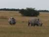Nxai Pan - Wildlife